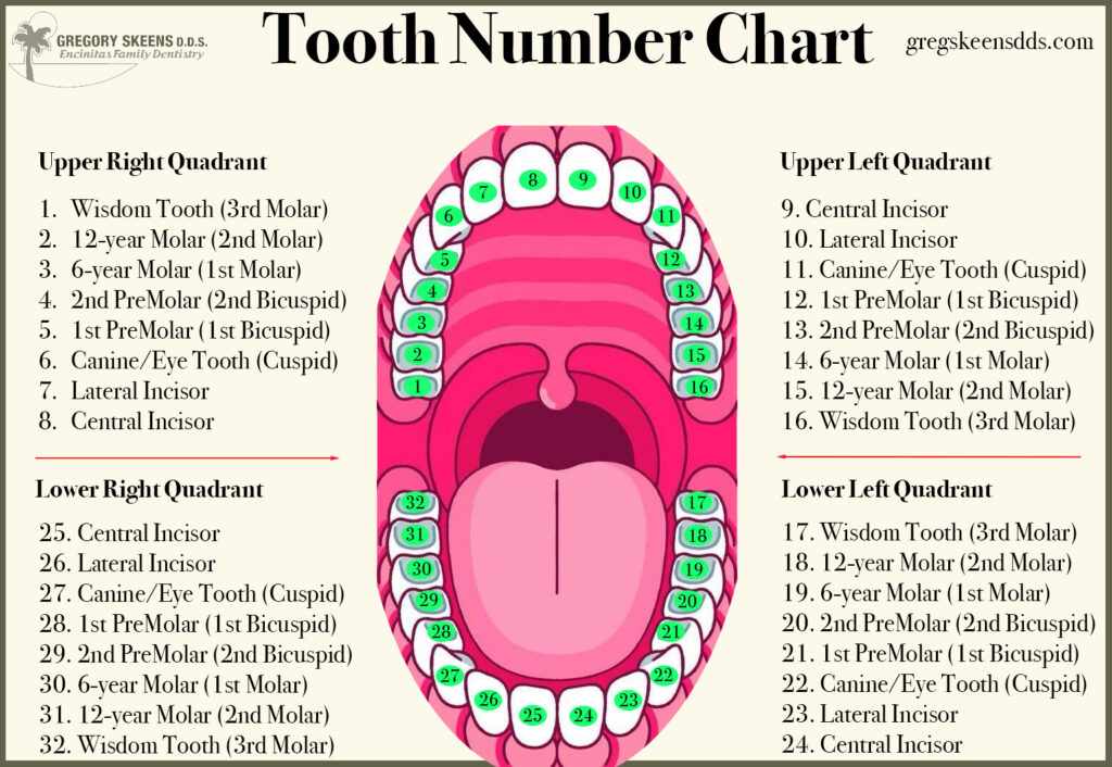 Tooth Number Chart, Encinitas Family Dentistry